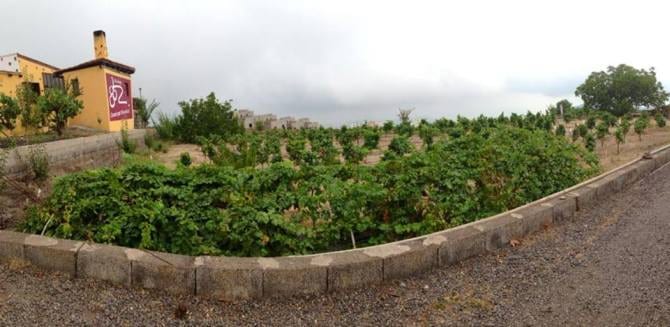 Zona de Viñedo Bodega Reveron Vilaflor Tenerife